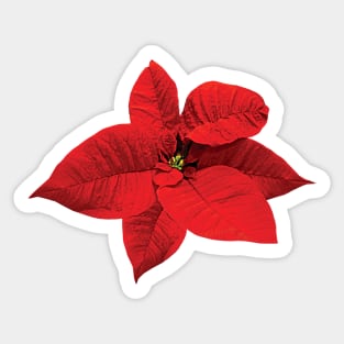 Poinsettias - Bright Red Poinsettia Sticker